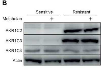 Western Blot: Aldo-keto Reductase 1C4/AKR1C4 Antibody (2C11) [H00001109-M01]