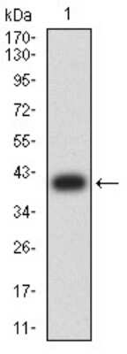 Western Blot: Aldolase A Antibody (1C5B2)BSA Free [NBP2-61844]