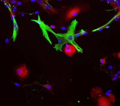 Immunocytochemistry/ Immunofluorescence: Aldolase C Antibody (E9) [NBP2-50056]