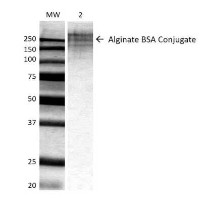 Western Blot: Alginate Antibody (3G4-1F5) [NBP2-59349]