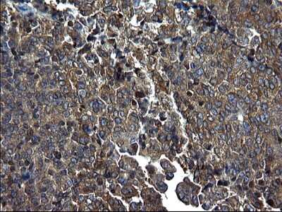 Immunohistochemistry: Alix Antibody (OTI1A4) [NBP2-46348]