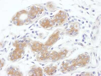 Immunohistochemistry-Paraffin: Alix Antibody - BSA Free [NBP1-49701]