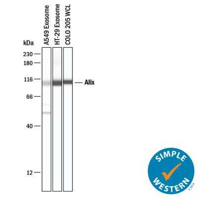 Simple Western: Alix AntibodyBSA Free [NBP1-49701]