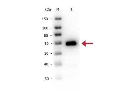 Western Blot: Alkaline Phosphatase, Intestinal Antibody [NB120-7325]