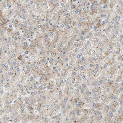Immunohistochemistry-Paraffin: Alkaline Phosphatase, Tissue Non-Specific Antibody [NBP1-91660]