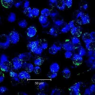 Immunocytochemistry/ Immunofluorescence: Alkaline Phosphatase/ALPP Antibody (8B6) - BSA Free [NB110-3638]