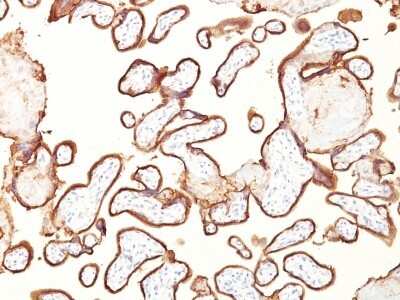 Immunohistochemistry-Paraffin: Alkaline Phosphatase/ALPP Antibody (GM022) [NBP2-44958]