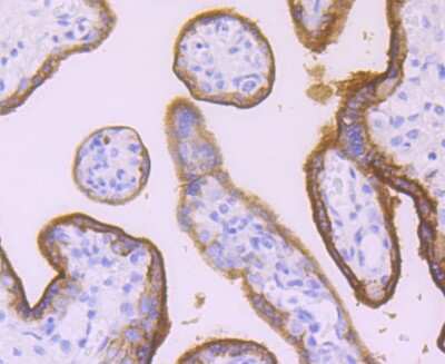 Immunohistochemistry-Paraffin: Alkaline Phosphatase/ALPP Antibody (JM22-53) [NBP2-67136]