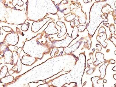 Immunohistochemistry-Paraffin: Alkaline Phosphatase/ALPP Antibody (PL8-F6) - Azide and BSA Free [NBP2-47993]