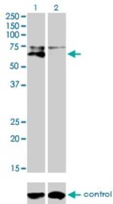 Western Blot: Alkaline Phosphatase, Tissue Non-Specific Antibody (4H1) [H00000249-M01]