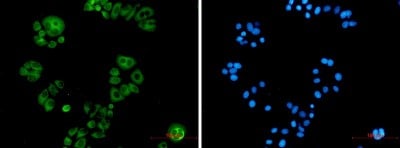 Immunocytochemistry/ Immunofluorescence: Alkaline Phosphatase, Tissue Non-Specific Antibody (S08-6H0) [NBP3-19565]