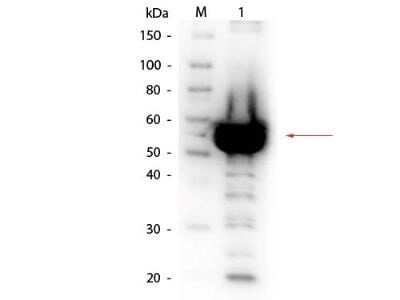 Western Blot: Alpha Amylase Antibody [NBP1-77792]