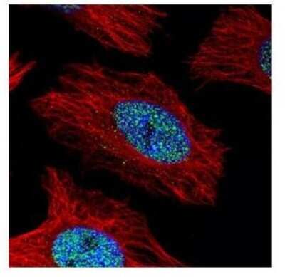 Immunocytochemistry/ Immunofluorescence: Alpha Actinin 4 Antibody [NBP2-15357]
