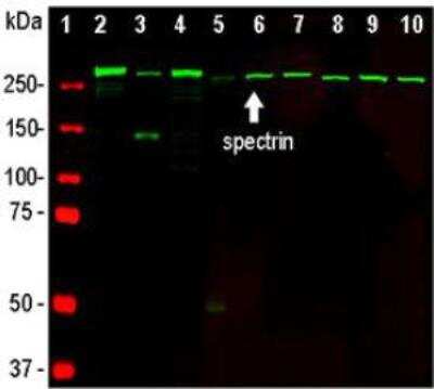 Western Blot: Alpha Fodrin Antibody (3D7) [NBP1-92689]