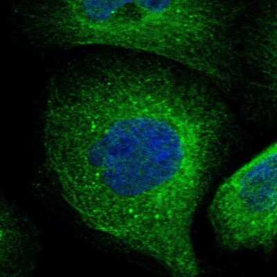 Immunocytochemistry/ Immunofluorescence: Alpha Fodrin Antibody [NBP1-89460]