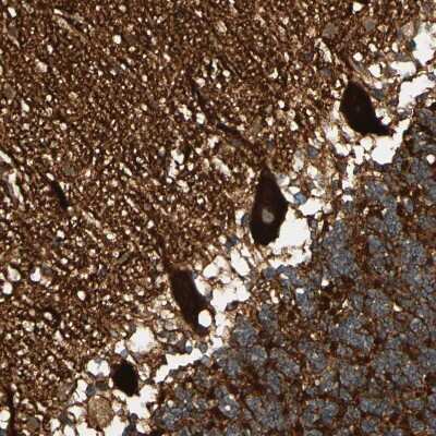 Immunohistochemistry-Paraffin: Alpha Fodrin Antibody [NBP1-89460]