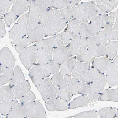 Immunohistochemistry-Paraffin: Alpha Fodrin Antibody [NBP1-89460]