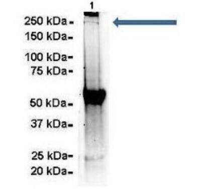 Immunoprecipitation: Alpha Fodrin Antibody [NBP1-53093]