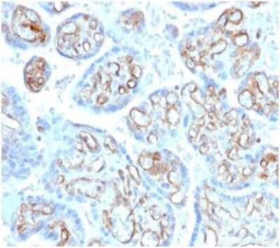 Immunohistochemistry-Paraffin: Alpha Fodrin Antibody (SPTAN1/3506) [NBP3-13782]
