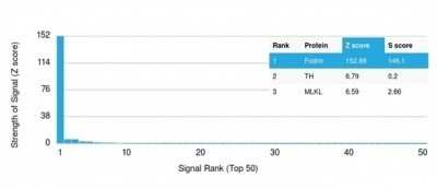 Protein Array: Alpha Fodrin Antibody (SPTAN1/3506) [NBP3-13782]