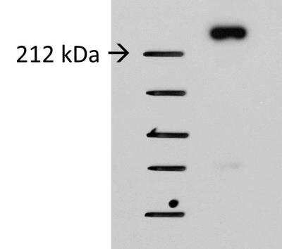 Western Blot: Alpha Fodrin Antibody [NBP1-53093]