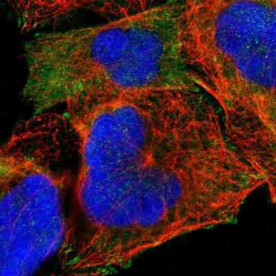 Immunocytochemistry/ Immunofluorescence: Alpha-parvin/Actopaxin Antibody [NBP1-87912]