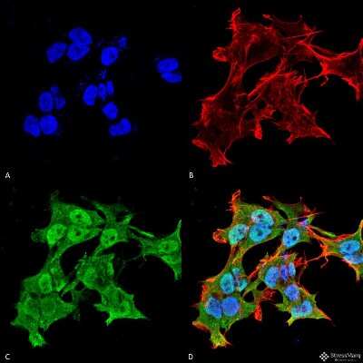 Immunocytochemistry/ Immunofluorescence: AlphaA Crystallin/CRYAA Antibody (1H3.B8) [NBP2-12875]