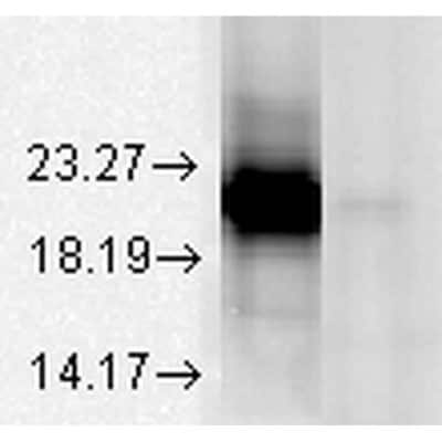 Western Blot: AlphaA Crystallin/CRYAA Antibody (1H3.B8) [NBP2-12875]