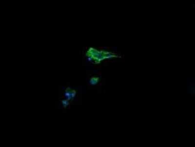 Immunocytochemistry/ Immunofluorescence: AlphaA Crystallin/CRYAA Antibody (OTI3B12) - Azide and BSA Free [NBP2-70450]