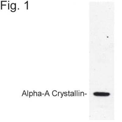 Western Blot: AlphaA Crystallin/CRYAA Antibody [NB120-5595]