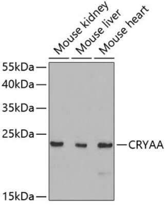Western Blot: AlphaA Crystallin/CRYAA AntibodyBSA Free [NBP3-05575]