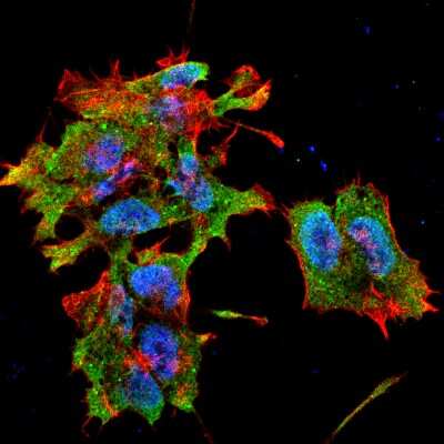 Immunocytochemistry/ Immunofluorescence: AlphaB Crystallin/CRYAB Antibody (3A10.C9) [NBP1-22410]