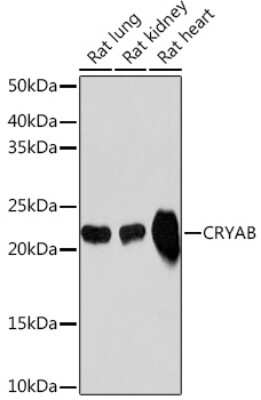 Western Blot: AlphaB Crystallin/CRYAB Antibody (6C9R1) [NBP3-16844]