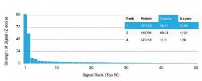 Protein Array: AlphaB Crystallin/CRYAB Antibody (CPTC-CRYAB-1) - Azide and BSA Free [NBP3-08380]