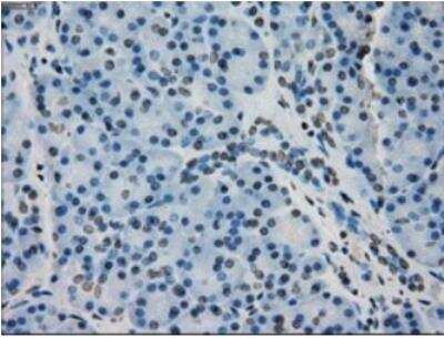 Immunohistochemistry-Paraffin: AlphaB Crystallin/CRYAB Antibody (OTI6A9) - Azide and BSA Free [NBP2-70454]