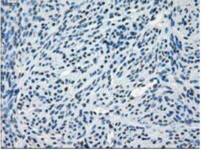 Immunohistochemistry-Paraffin: AlphaB Crystallin/CRYAB Antibody (OTI6A9) - Azide and BSA Free [NBP2-70454]