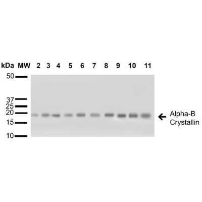 Western Blot: AlphaB Crystallin/CRYAB Antibody [NB120-13497]