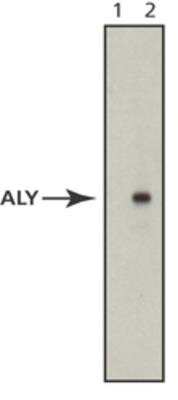 Western Blot: Aly Antibody (11G5)BSA Free [NB100-670]