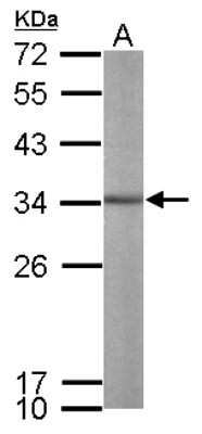 Western Blot: Aly Antibody [NBP1-33598]