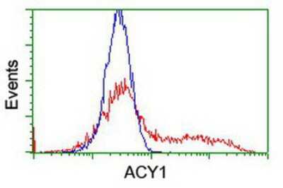 Flow Cytometry: Aminoacylase/ACY1 Antibody (OTI1D4) [NBP2-00970]