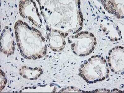 Immunohistochemistry-Paraffin: Aminoacylase/ACY1 Antibody (OTI1D4) [NBP2-00970]