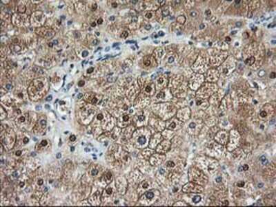 Immunohistochemistry-Paraffin: Aminoacylase/ACY1 Antibody (OTI1D4) [NBP2-00970]
