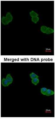Immunocytochemistry/ Immunofluorescence: Aminoacylase/ACY1 Antibody [NBP1-31366]