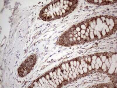 Immunohistochemistry: Aminomethyltransferase Antibody (OTI6F4) - Azide and BSA Free [NBP2-70171]