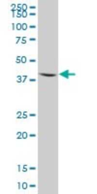 Western Blot: Aminomethyltransferase Antibody [H00000275-B01P]