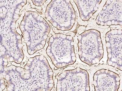 Immunohistochemistry-Paraffin: Aminopeptidase A/ENPEP Antibody [NBP2-97164]