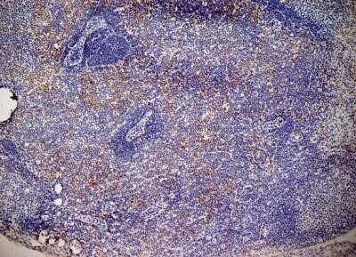 Immunohistochemistry: Aminopeptidase N/CD13 Antibody (ER-BMDM1) - Azide and BSA Free [NBP2-80574]
