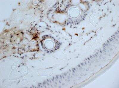 Immunohistochemistry-Paraffin: Aminopeptidase N/CD13 Antibody (ER-BMDM1) - BSA Free [NB100-64843]