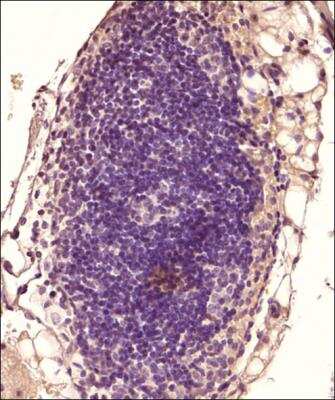 Immunohistochemistry-Paraffin: Aminopeptidase N/CD13 Antibody (ER-BMDM1) - BSA Free [NB100-64843]