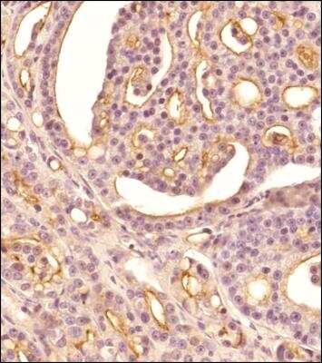 Immunohistochemistry-Paraffin: Aminopeptidase N/CD13 Antibody - BSA Free [NBP2-77451]